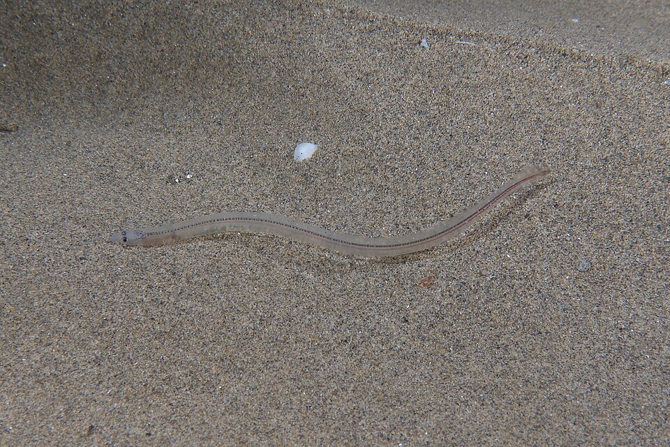 Anguilla anguilla glass eel France
