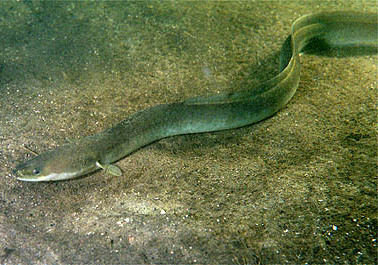 Anguilla anguilla (cropped)