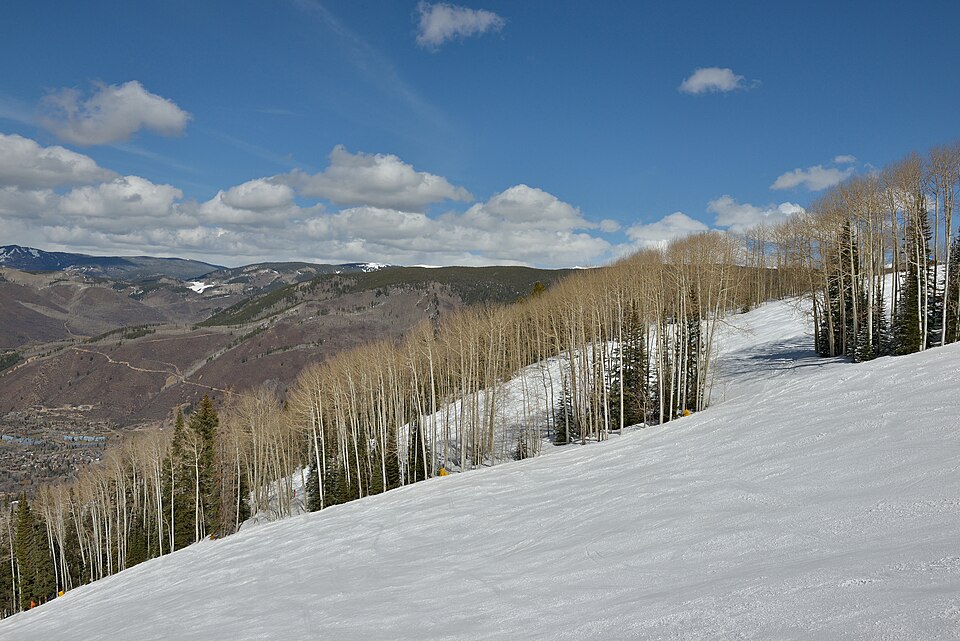 Aspen Mountain aspen alley from Ruthies