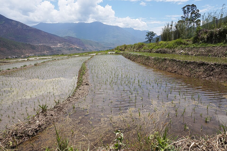 Rice terraces, Sopsokha, Bhutan 02