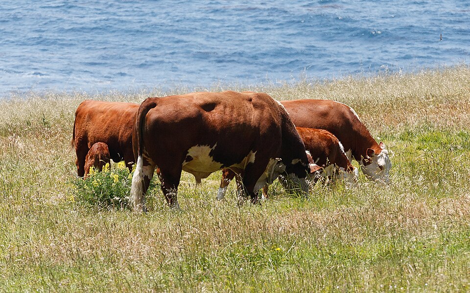 Hereford cattle Big Sur May 2011 001