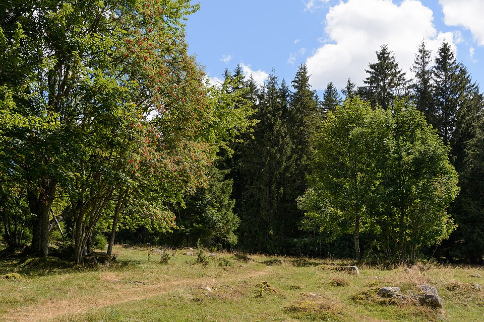 Schönwald im Schwarzwald Paradieswanderweg 20180810