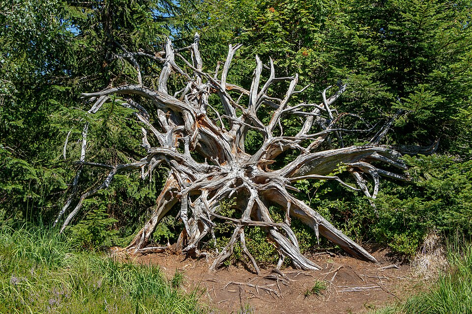 Lothar Path Black Forest National Park Root plate 01