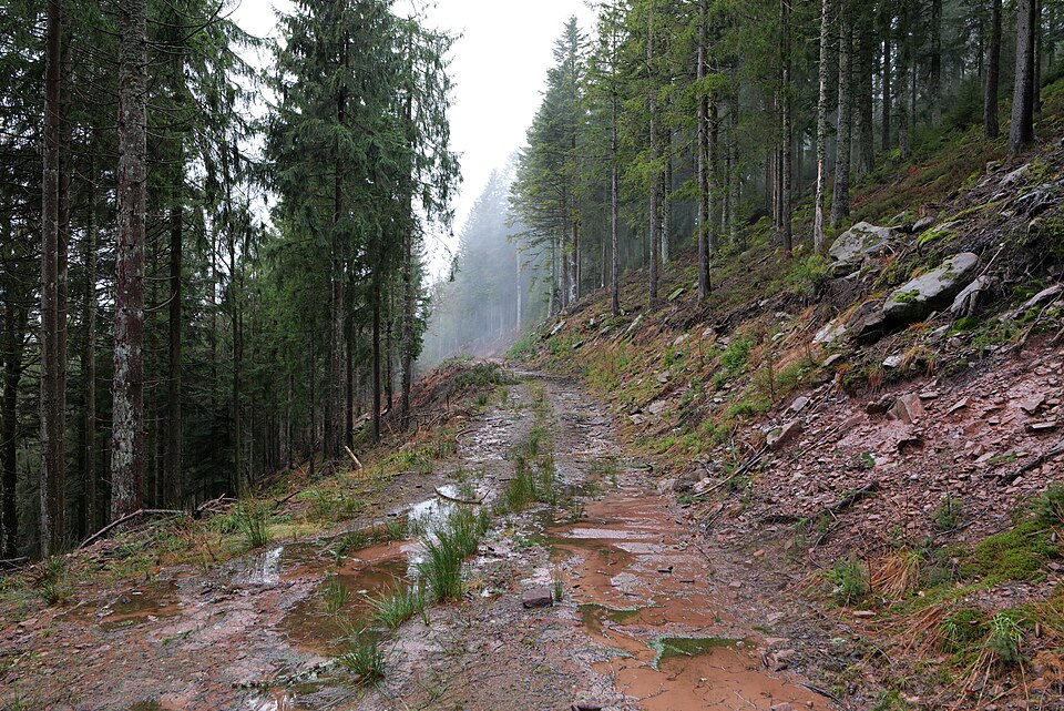 Abondand track in the Black Forest at north of Obertal Baiersbronn 2020 03 11 03