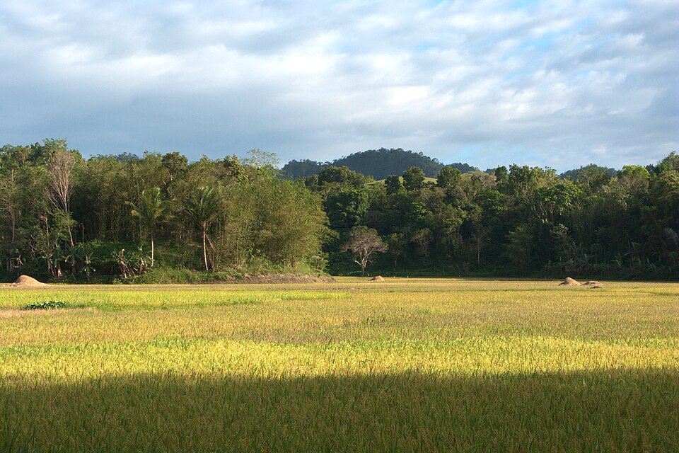 Carmen, Fields in Bohol, Nature of Bohol Island, Philippines
