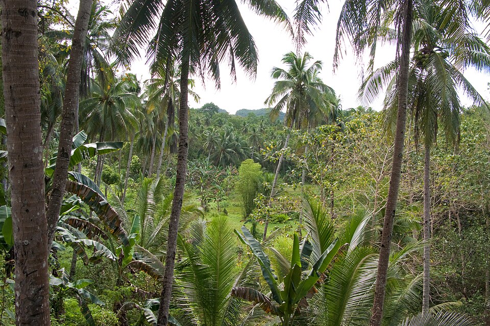 Forest in Bohol, Palm trees, Philippines