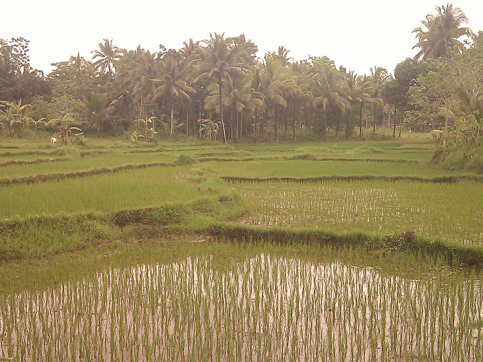 Rice fields in Bohol island panoramio