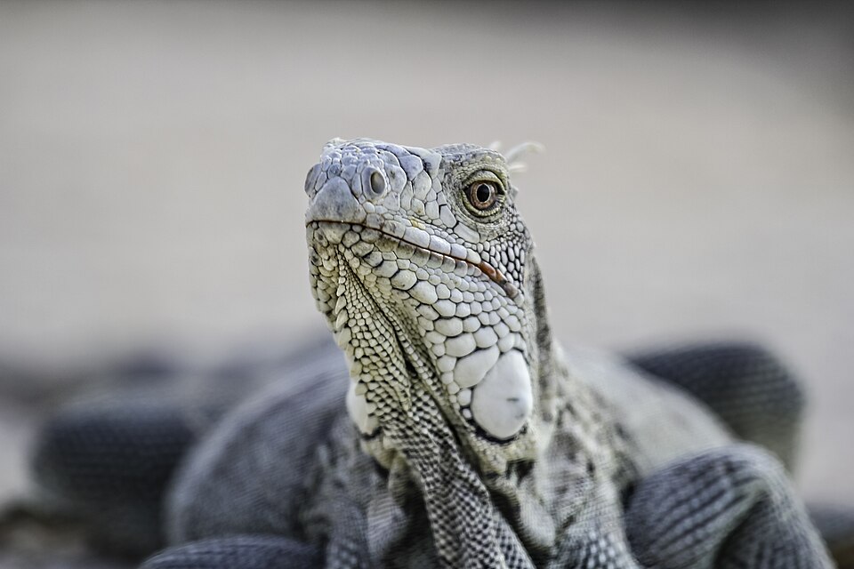 Bonaire