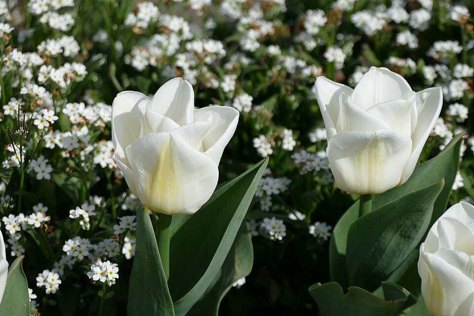 Tulpe 'Calgary' im botanischen Garten München Nymphenburg 01