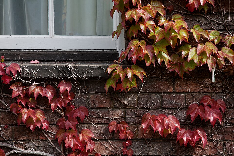 Cambridge Japanese Creeper 1320