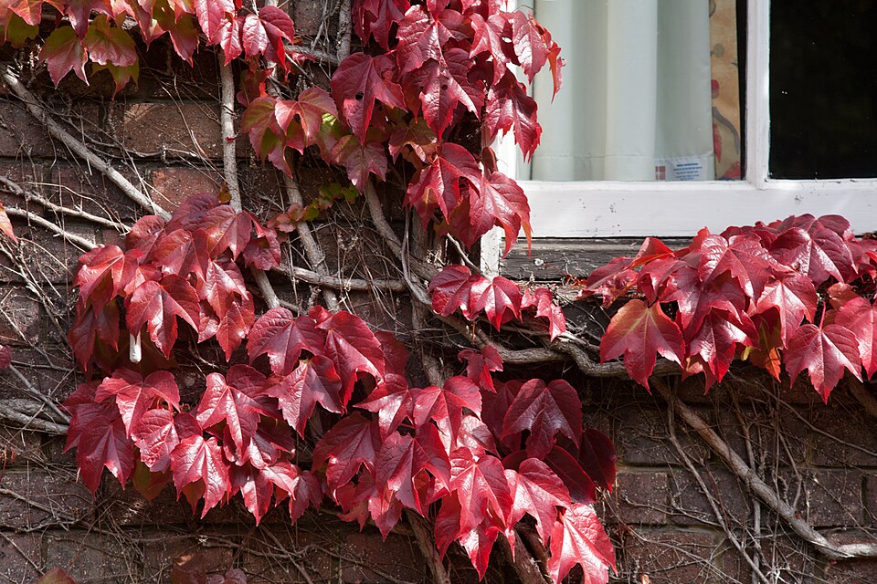 Cambridge Japanese Creeper 1321