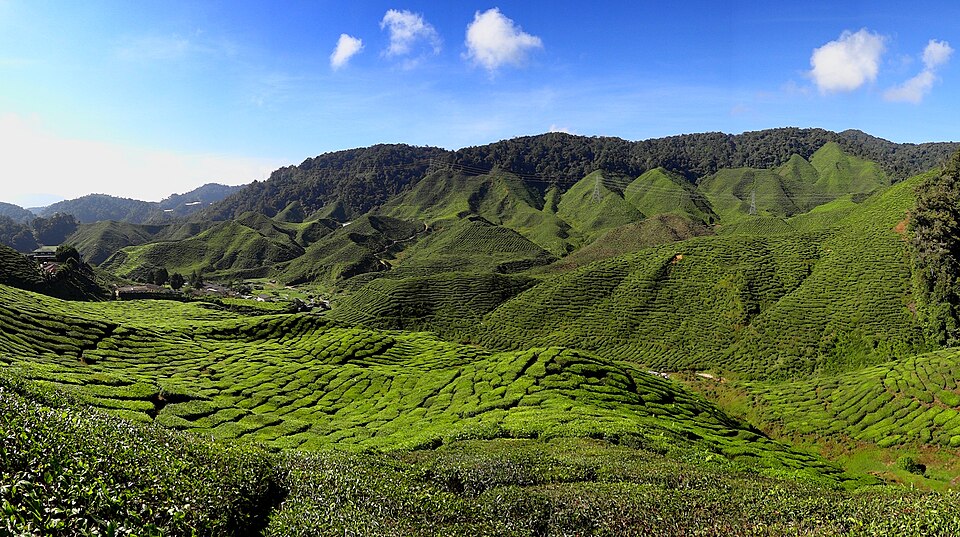 Cameron Highlands Tea Plantation 2012