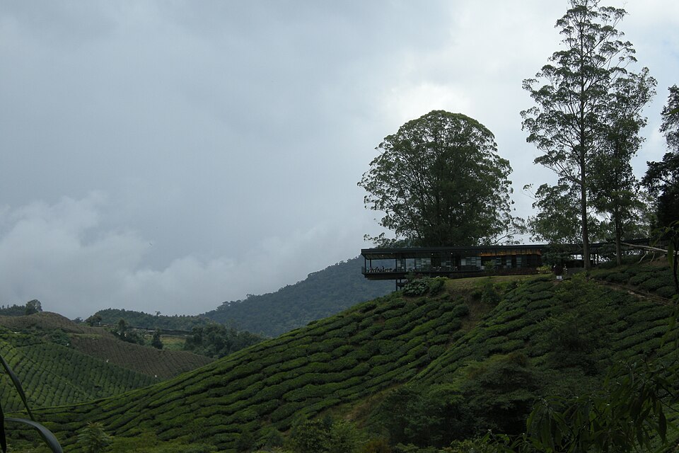 BOH tea plantations 2, Cameron Highlands, Malaysia