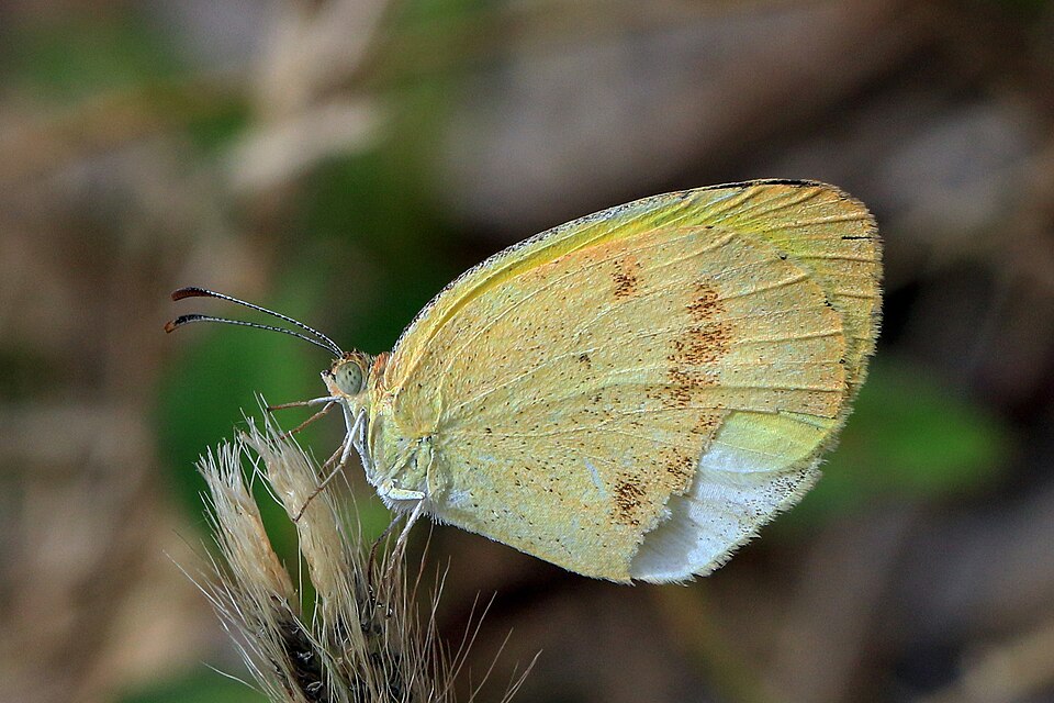 False barred sulphur (Eurema elathea elathea) female