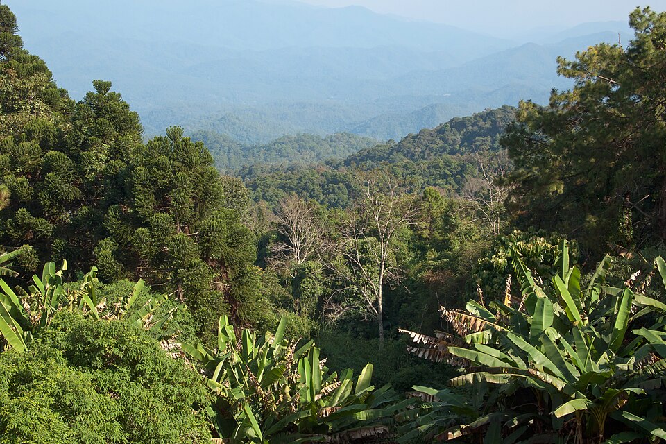 Doi Pui mountains, Chiang Mai, Thailand