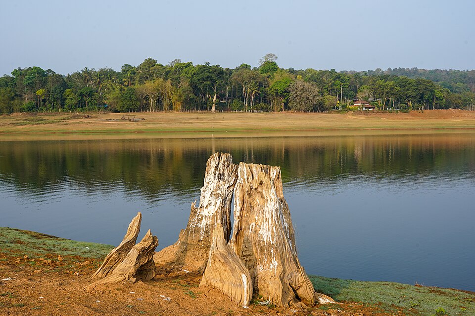 Stump Guano Harangi Coorg Apr24 A7C 10816