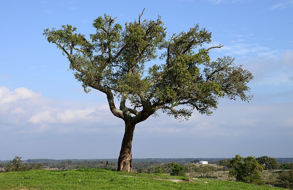 Cork oak December 2015 1