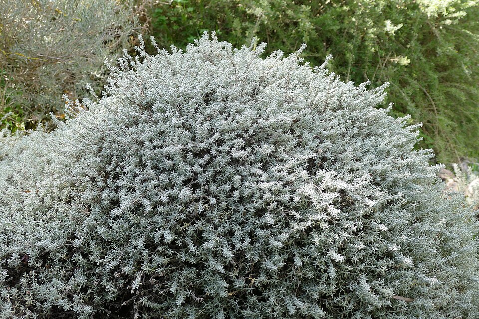 Santolina corsica in Jardí Botànic de Sóller 02