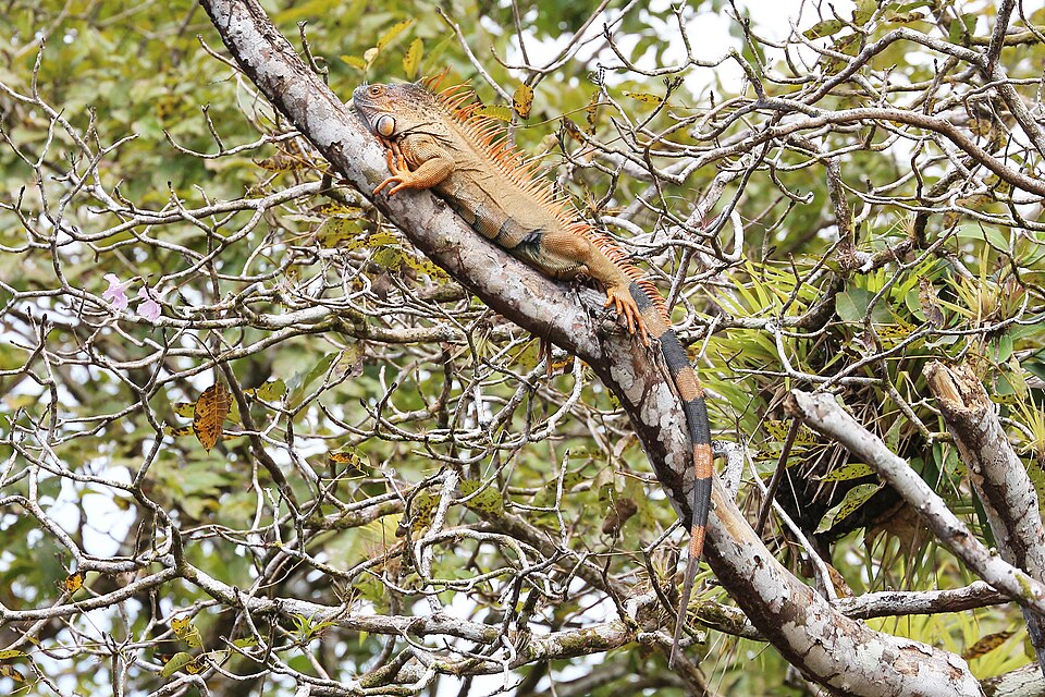 Green iguana in Costa Rica 01