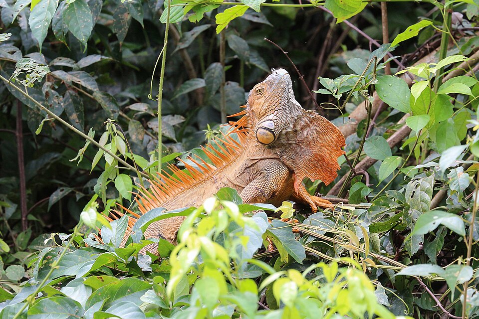 Green iguana in Costa Rica 03