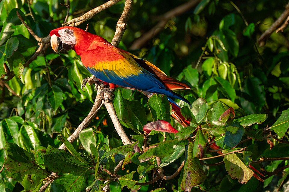 Scarlet Macaws at Uvita Beach, Costa Rica 01