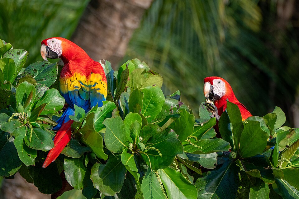 Scarlet Macaws at Uvita Beach, Costa Rica 03