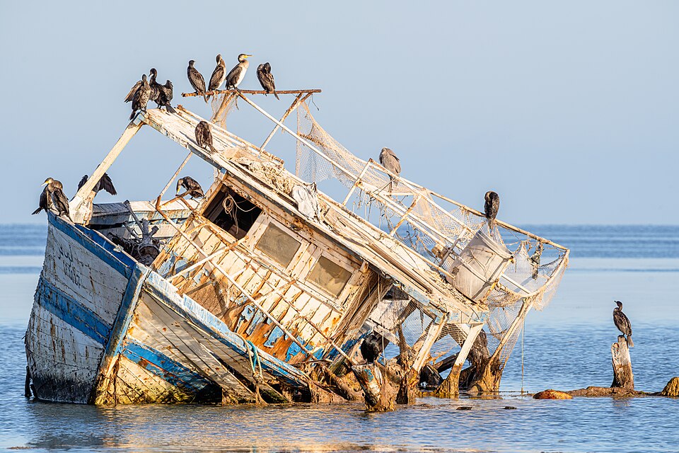 Un groupe de grand cormoran sur un bateau échoué Djerba Tunisie