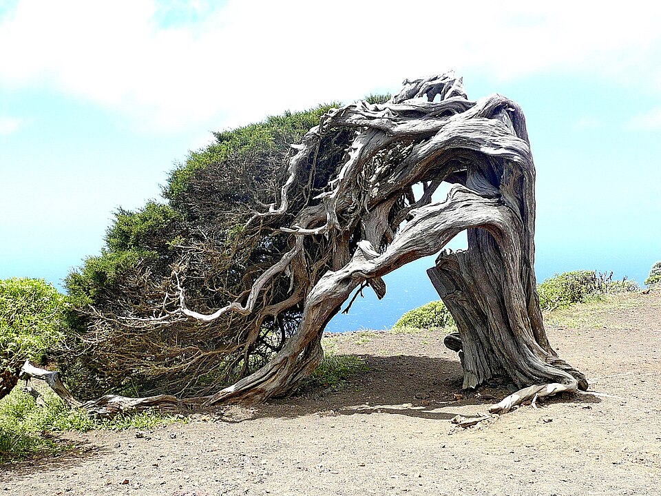 Wind shaped tree on the island El Hierro (explored) Flickr teebreuq
