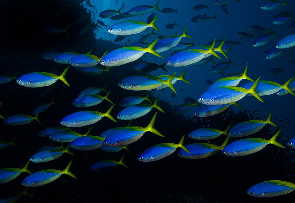 Caesio teres in Fiji by Nick Hobgood