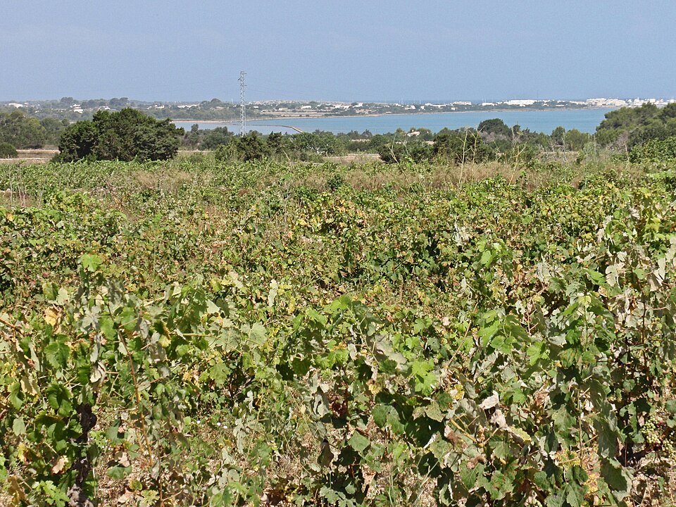 Vinyes a Formentera