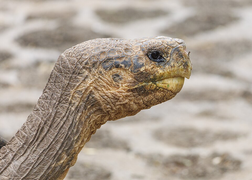 Galápagos giant tortoise, head profile 2 (Chelonoidis niger hoodensis)