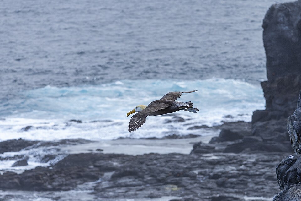 Waved Albatross in flight, Española Island 2