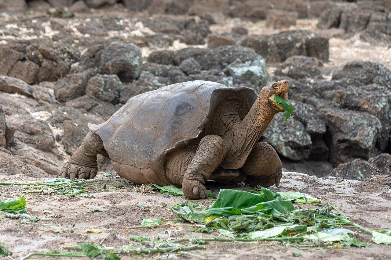 The Galápagos