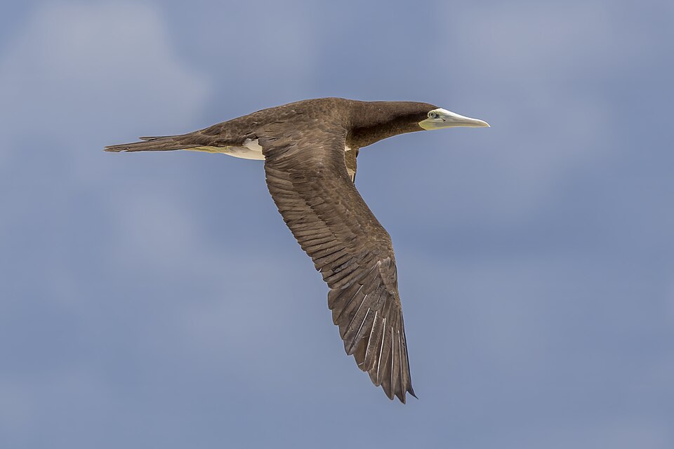 Brown booby (Sula leucogaster plotus) female in flight Michaelmas Cay