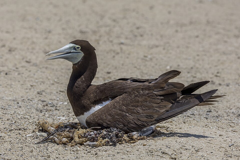 Brown booby (Sula leucogaster plotus) female on nest Michaelmas Cay