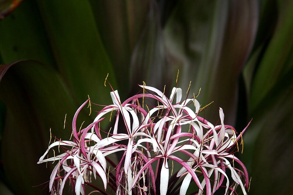 Crinum amabile Giant spider lily Grenada 4226