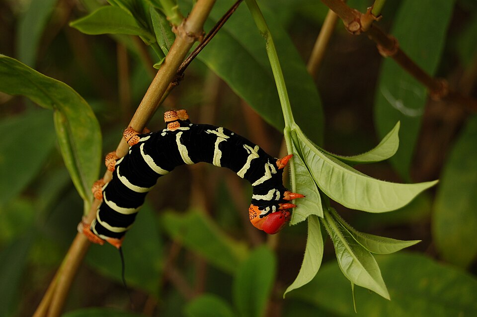 Chenille Guadeloupe 3