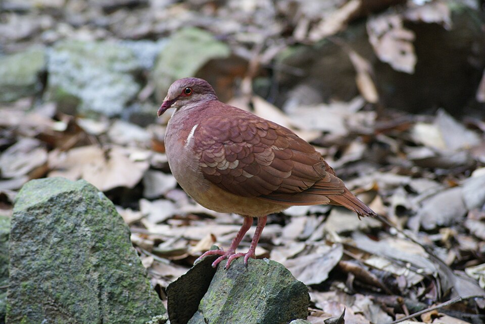 Geotrygon montana Parc des Mamelles Guadeloupe 2010 04 04