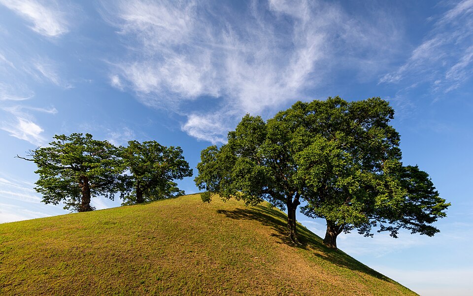 Leaning trees over the grassy hillock of Nodong ri tombs clouds and blue sky in Gyeongju South Korea