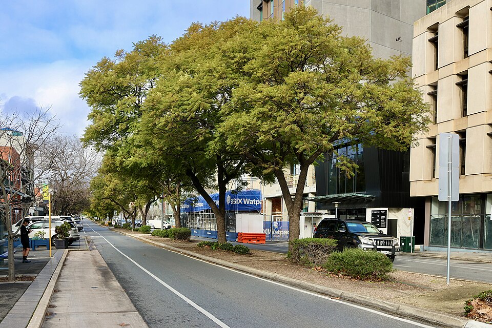 Halifax Street in Adelaide, August 2026 (028A9248)