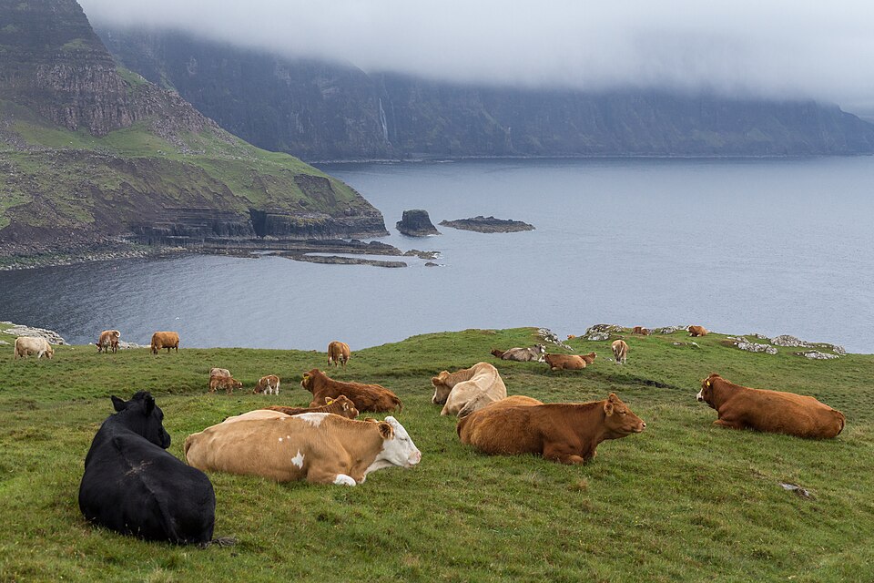Cattle near Neist Point Lighthouse