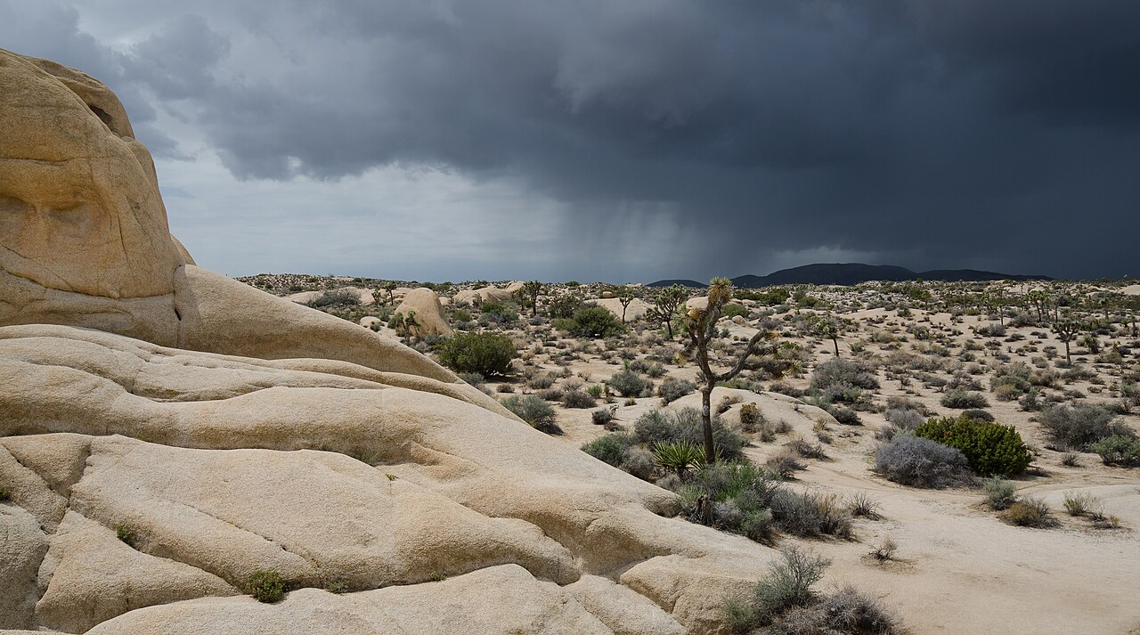 Joshua Tree