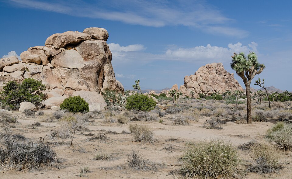 Joshua Tree National Park 2013