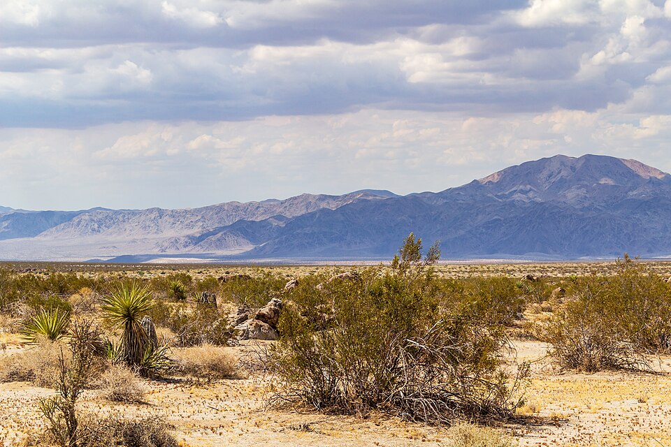 Joshua Tree National Park (California, USA) 2012 5649
