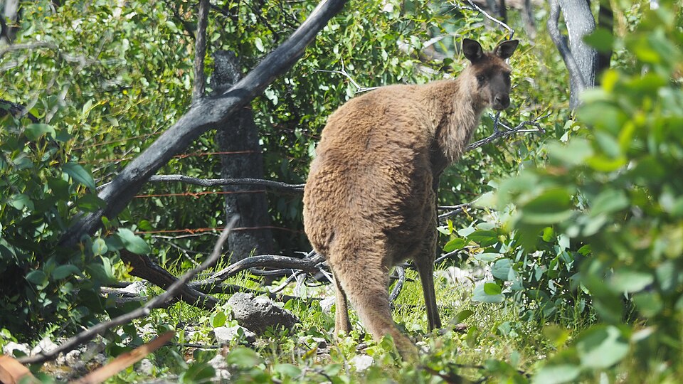 Kangaroo island Kangaroo