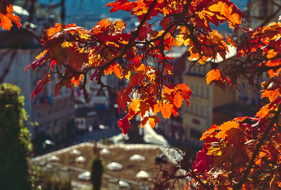 Herbstlaub einer Eiche in Karlsbad