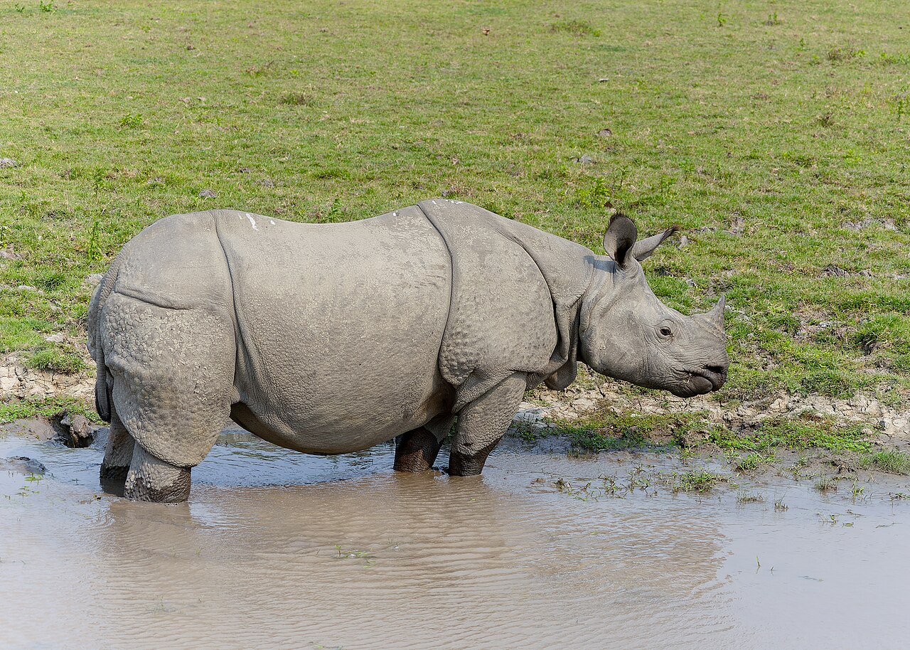 Kaziranga