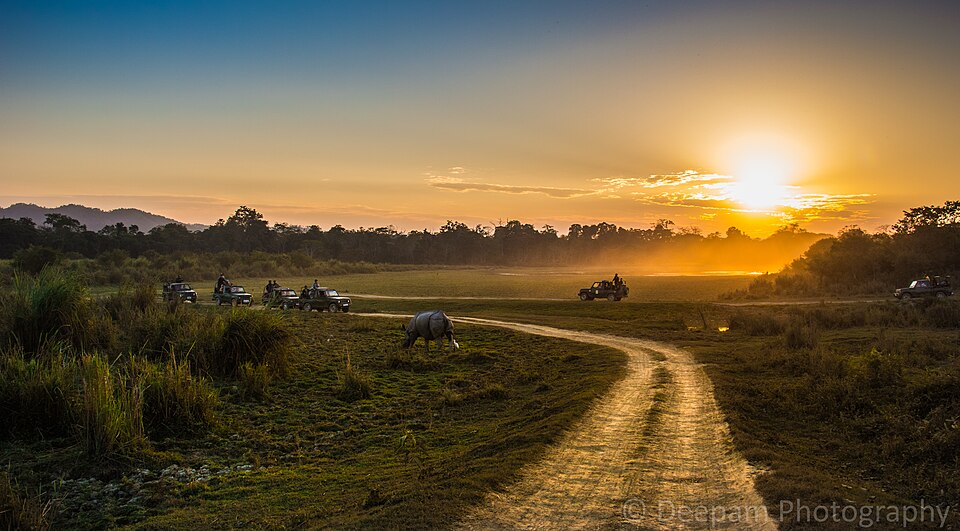 Kaziranga Forestscape