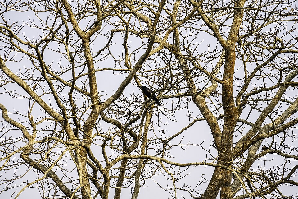 Corvus macrorhynchos, Kaziranga, Assam, India