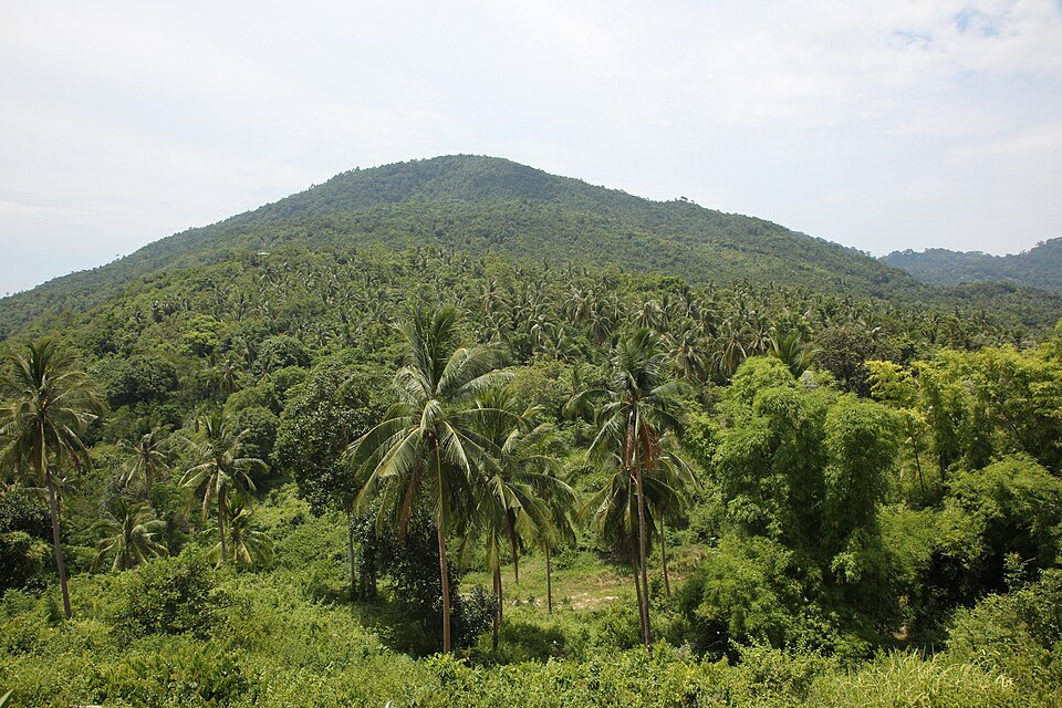 Rainforest of Ko Pha ngan
